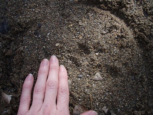 a_female_lion_track