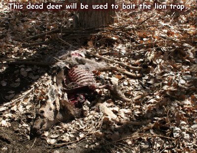 bait-roadkill