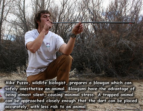 dart_blowgun