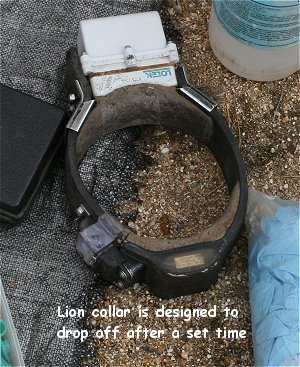 lion_collar