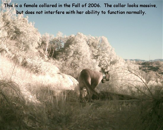 with_collar