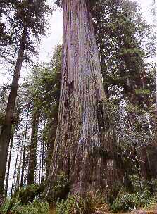 giant redwood